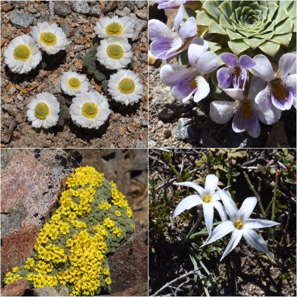 Patagonia wildflowers